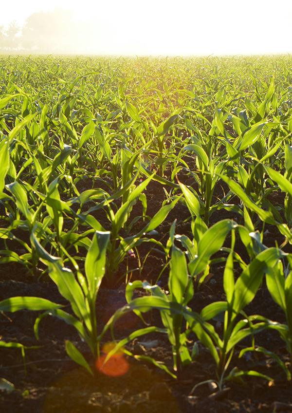 Agriculture